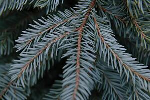 Close-up shot of blue spruce branches with detailed needles, featuring selective focus to highlight the intricate texture and color photo