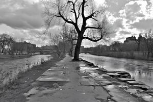 A black and white photograph capturing a solitary tree standing on the riverbank, creating a serene and contemplative atmosphere against the flowing water photo