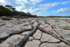 Parched cracked earth with exposed dry tree roots on a beach in Australia, symbolizing drought photo
