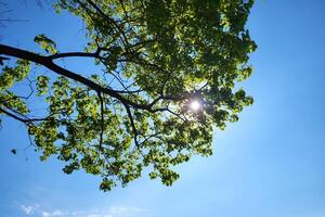 A glint of sunlight in the foliage of trees against a sky photo