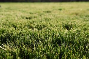 Close up view of the mown green grass at sunny daytime photo