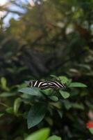 A striped butterfly with black and white wings gracefully settles on a green branch. A close-up of the butterfly allows you to see the smallest details of its wings, decorated with elegant patterns. photo