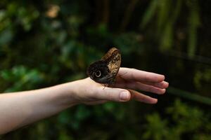 Trust and tenderness - The hand on which the butterfly sits gently and carefully supports it, creating an atmosphere of trust. This symbolizes kindness, care and the ability to appreciate beauty. photo