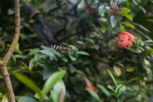A striped butterfly with black and white wings gracefully settles on a green branch. A close-up of the butterfly allows you to see the smallest details of its wings, decorated with elegant patterns. photo
