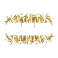 Rectangular frame of ripe wheat ears, leaves and grains. All objects are hand painted with watercolors. Suitable for design, printing on food packaging, bakery products, postcards vector