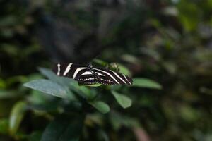 A striped butterfly with black and white wings gracefully settles on a green branch. A close-up of the butterfly allows you to see the smallest details of its wings, decorated with elegant patterns. photo