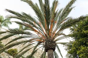 Palm trees symbolize tropical climate, exotic nature seaside vacation. Feeling of warmth and relaxation. Palm tree in tourism projects, resort advertising campaigns or articles about tropical plants. photo