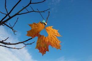 Against the background of the blue sky, a maple leaf with a heart on a clothespin hangs on a branch photo