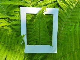Fresh green fern branches and a cardboard white photo frame Flat surface, top view