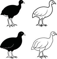 Bird Line Drawing Collection Outline Illustration Set of Birds vector