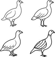 Bird Drawing Art Set Line Art Collection of Different Birds vector