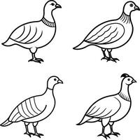 Bird Outline Art Set Line Drawing Collection of Birds vector
