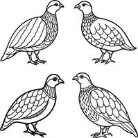 Collection of bird outline drawing pages vector