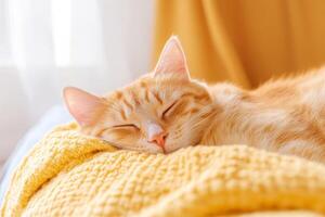 Orange cat peacefully napping on a cozy yellow blanket in a sunny room by the window photo