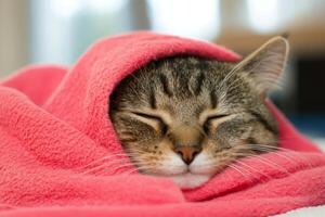 Cat wrapped in a soft pink towel resting peacefully indoors during the day photo