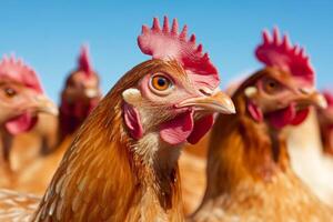 Group of chickens with vibrant plumage enjoying sunny day outdoors in rural farm setting photo