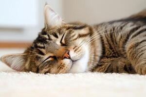 Content cat peacefully sleeping on a soft carpet in a cozy indoor setting during the day photo