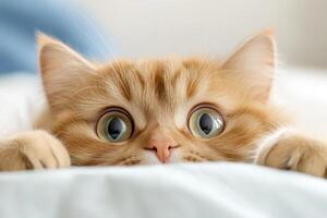 Curious orange cat peeking over a soft blanket in a cozy indoor setting photo
