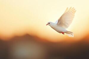 White bird in flight against a golden sunset background with soft warm tones illuminating the wings and surroundings photo