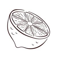 Lemon half sliced in line art style. Hand drawn fruit sketch. Illustration for menu, logo, printing, textile or utensil design isolated on a white background. vector