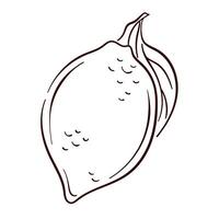 Whole lemon with leaf in line art style. Outline illustration for botanical design, food packaging and summer beverage menu. Isolated on a white background. vector