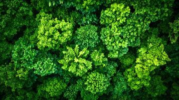 Aerial view of a lush forest canopy, displaying an intricate mosaic of light and dark green shades in a vibrant ecosystem. photo