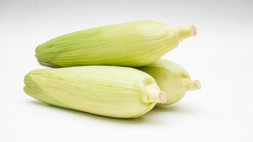 Three Ears of Corn with Husks on White Background photo