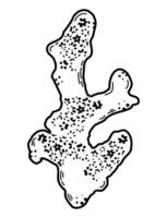 A sketch of a coral in the outline. Doodle, black and white image vector