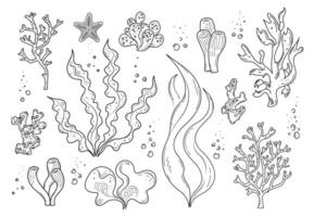 Algae and coral. Contour pattern set. Doodle, sketch, outline, black and white image. vector