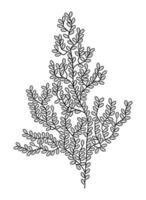 Underwater, marine plant. Abstract outline drawing of algae. Doodle, sketch, outline, black and white image. vector