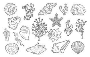 A set of contour patterns of shells, corals, algae. Doodle, sketch, outline, black and white image. vector