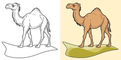 Illustration of a camel displayed in two formats, line art and colored style. vector