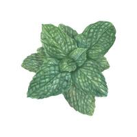 Top view of watercolor fragrant fresh mint leaves illustration isolated background. Green peppermint branch in realistic style. Botanical element for card design, posters, banners, menu vector