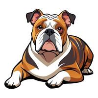 An english bulldog is sitting down on a white background vector