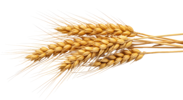 Wheat stalk on a transparent background png