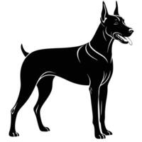 A black and white doberman dog standing on a white background vector