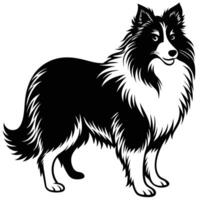 A collie dog is standing in front of a white background vector