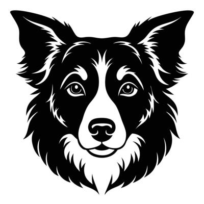 A black and white border collie dog head