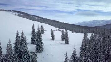 Flying over the forest and mountains in winter. Snowy tree branch in a view of the winter forest. Aerial footage video