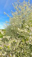 Smooth FPV Flight through blooming trees with white flowers in spring video