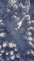 Aerial view of Snow blankets the tops of tall trees in a serene winter forest. Sunlight softly filters through the branches, creating a peaceful winter atmosphere. Vertical footage video