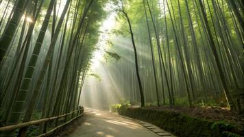 A path through a bamboo forest with sunbeams shining through photo