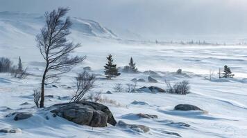 Serene Snowy Landscape with Leafless Tree and Rocky Terrain photo