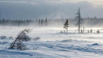 Misty Winter Forest with Snow-Covered Trees and Fallen Trunks photo
