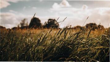 A field of tall grass with the sun shining through photo
