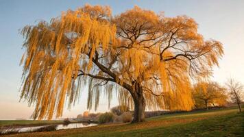 A large willow tree in the middle of a field photo