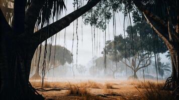 A foggy forest with trees and grass photo