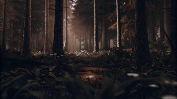 A dark forest with trees and grass photo