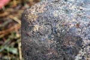 Ammonite fossil ancient shell embedded in stone photo