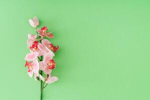 Beautiful pink orchid on pastel green background with copy space. Minimal concept and simplicity. Flower aesthetic. Nature flat lay. Top view banner. photo